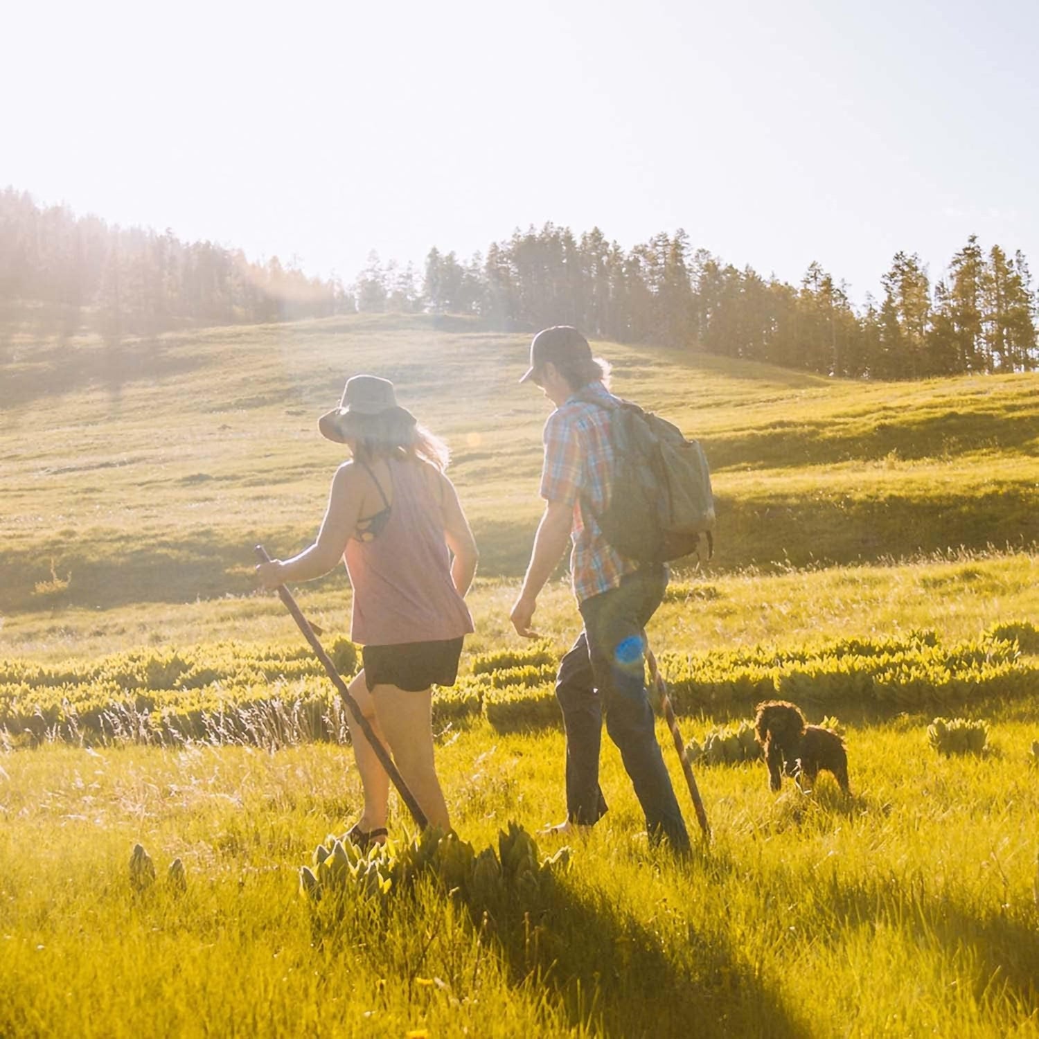 Walking Stick Brazos™ Free Form Wood 58 Inch Height Hickory - BeHope