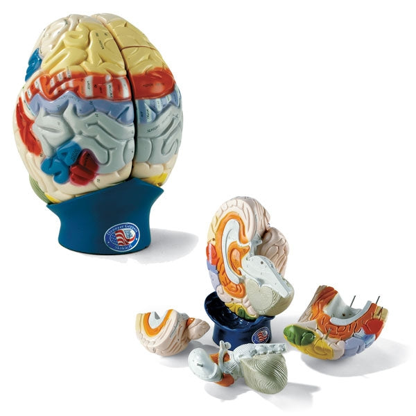 Brain Model Denoyer-Geppert - BeHope