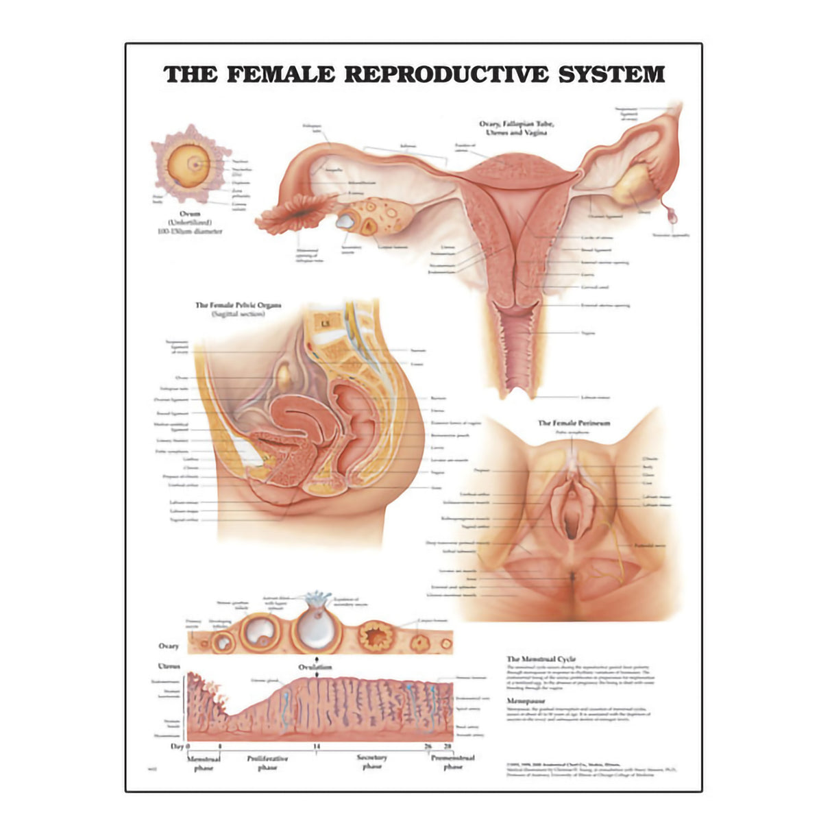 Anatomical Chart Wolters Kluwer Female Reproductive System 20 X 26 Inch Wall Mount Laminated - BeHope