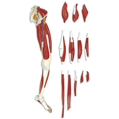 Detailed Anatomical Leg Model with Muscles Nerves Ligaments - BeHope