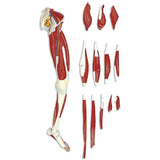 Detailed Anatomical Leg Model with Muscles Nerves Ligaments - BeHope