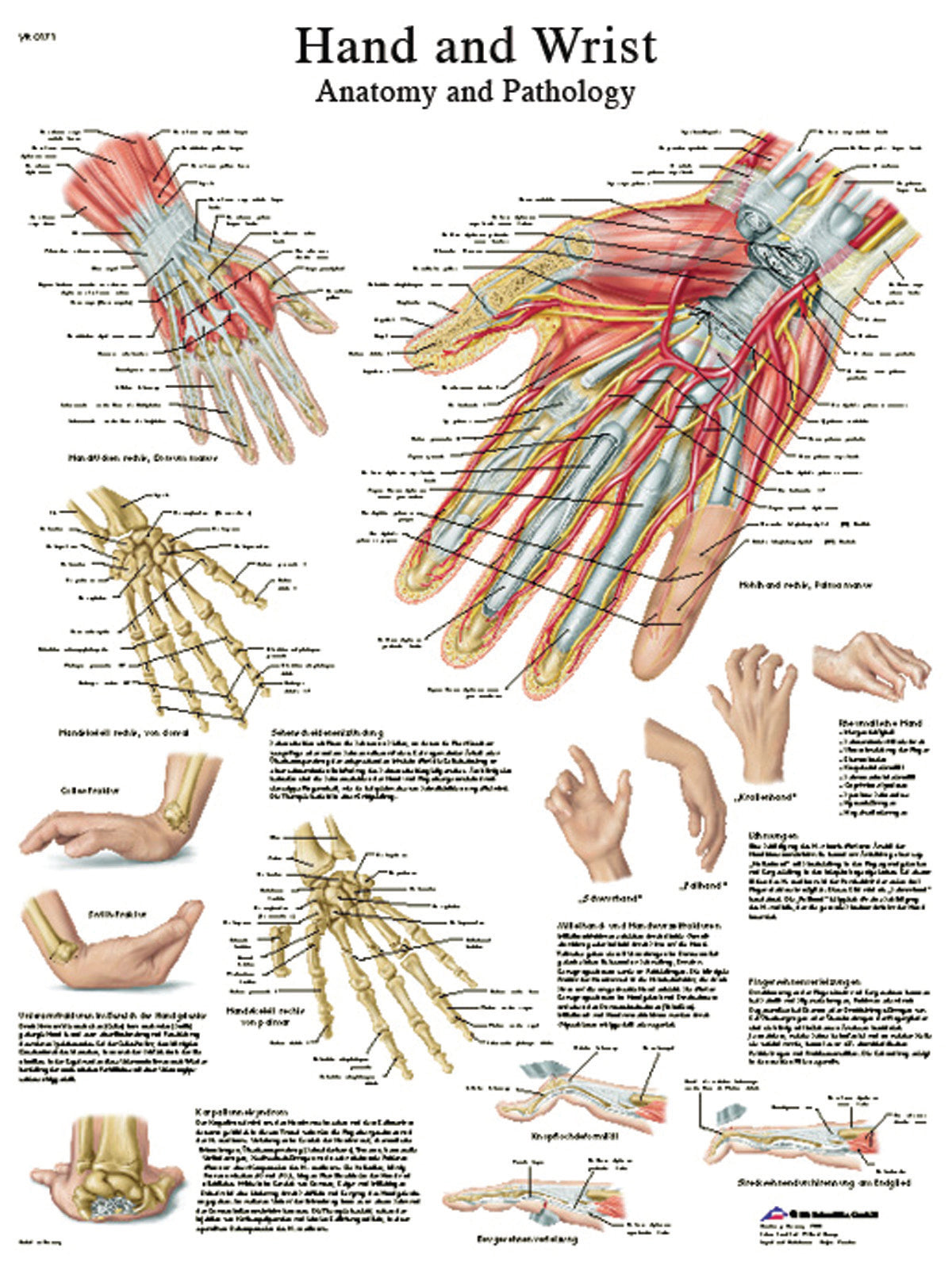 Anatomical Chart Hand and Wrist 20 X 27 Inch Laminated - BeHope