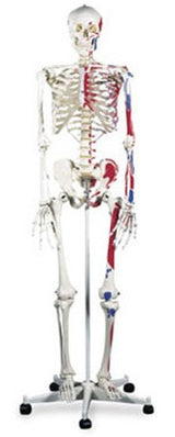 Skeleton with Muscle Mannequin - BeHope